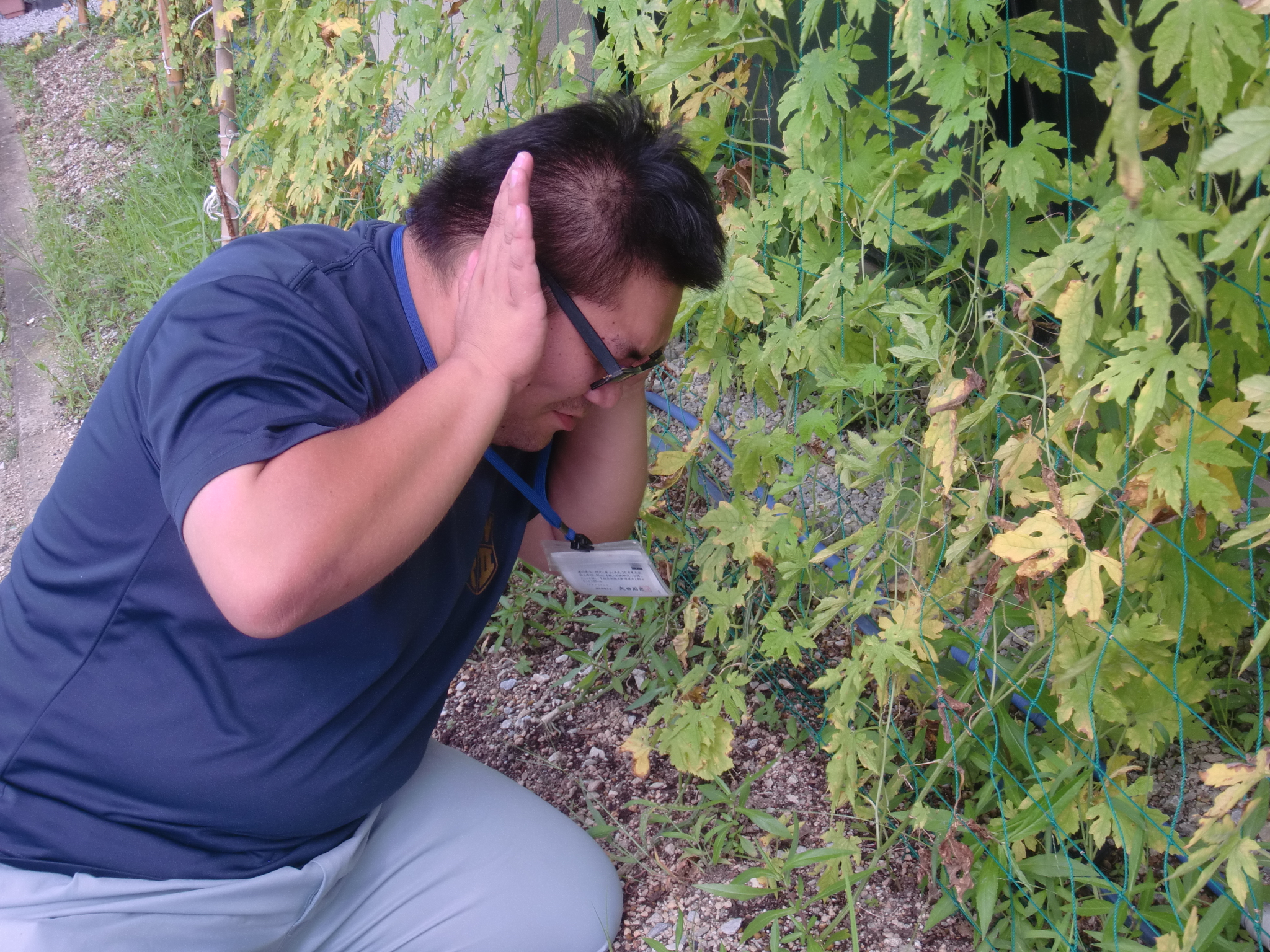 杉ちゃんのマイルドゴーヤ日記 201409