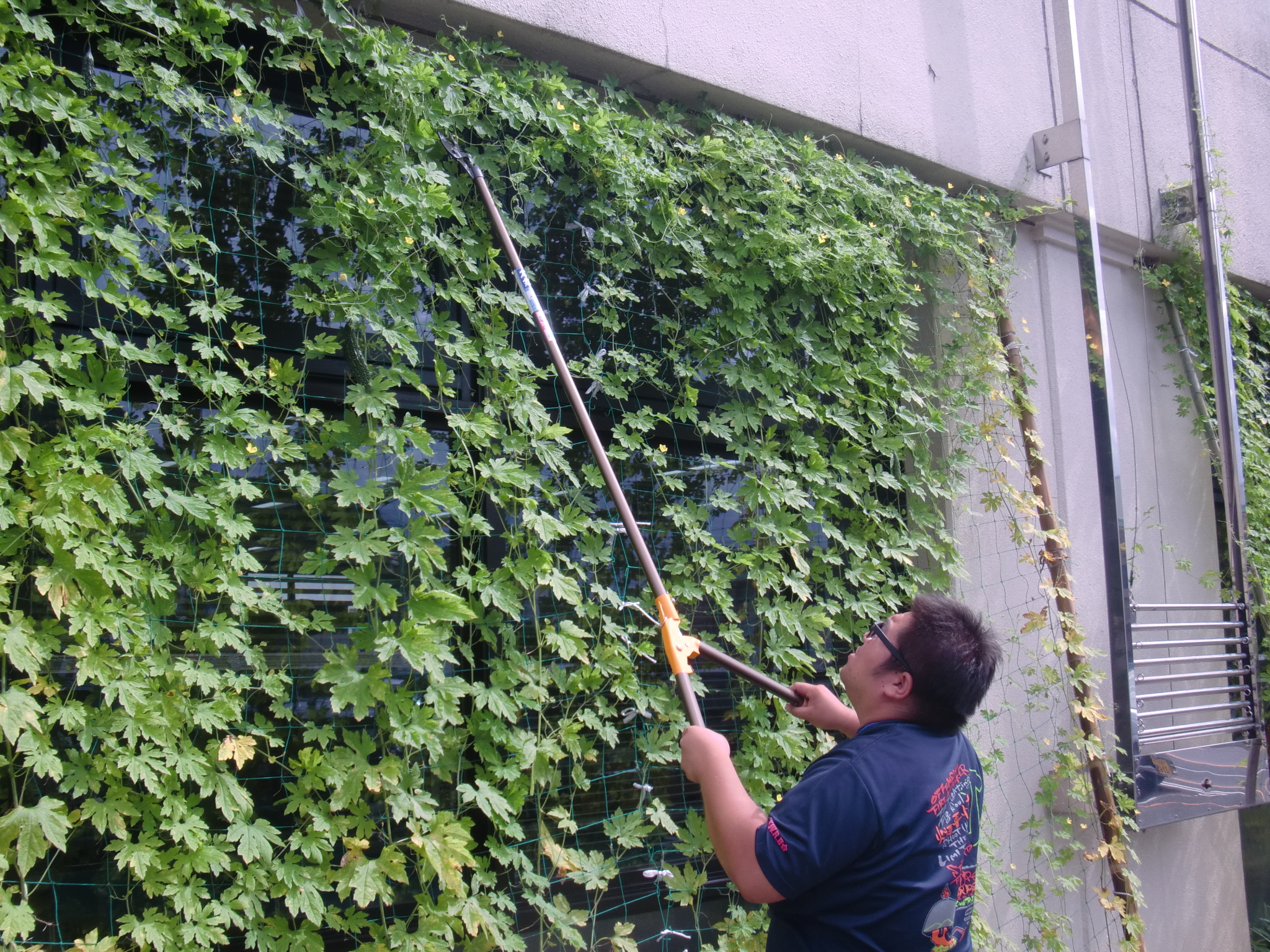 杉ちゃんのマイルドゴーヤ日記 201410