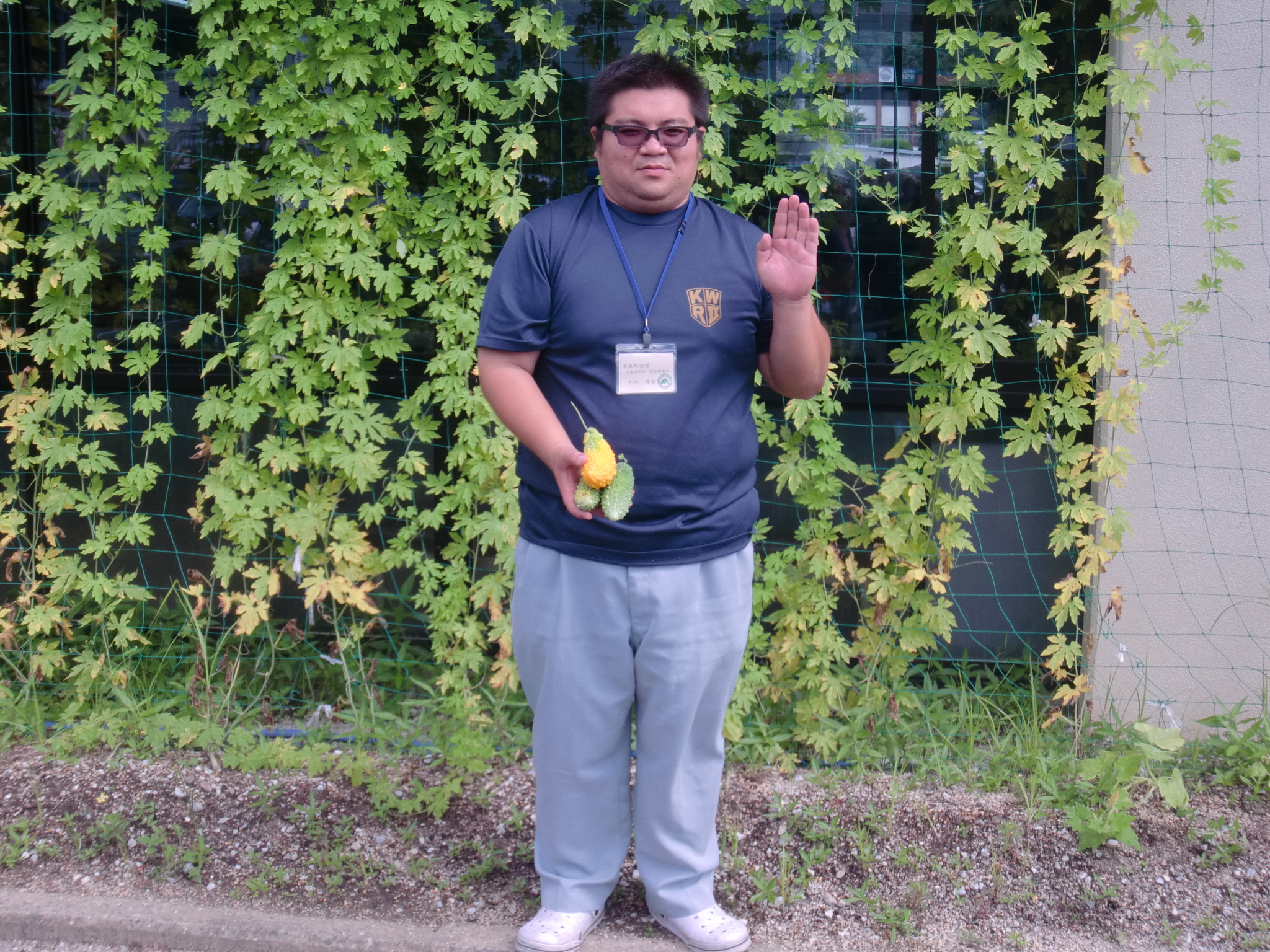 杉ちゃんのマイルドゴーヤ日記 201411