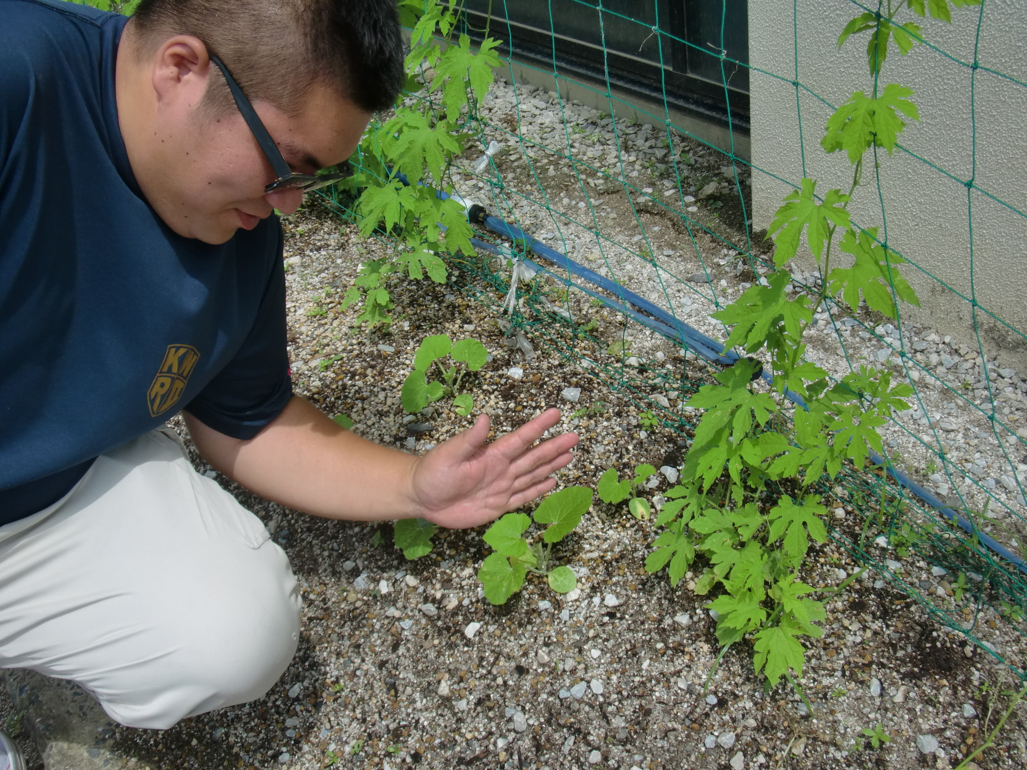 杉ちゃんのマイルドゴーヤ日記 201419