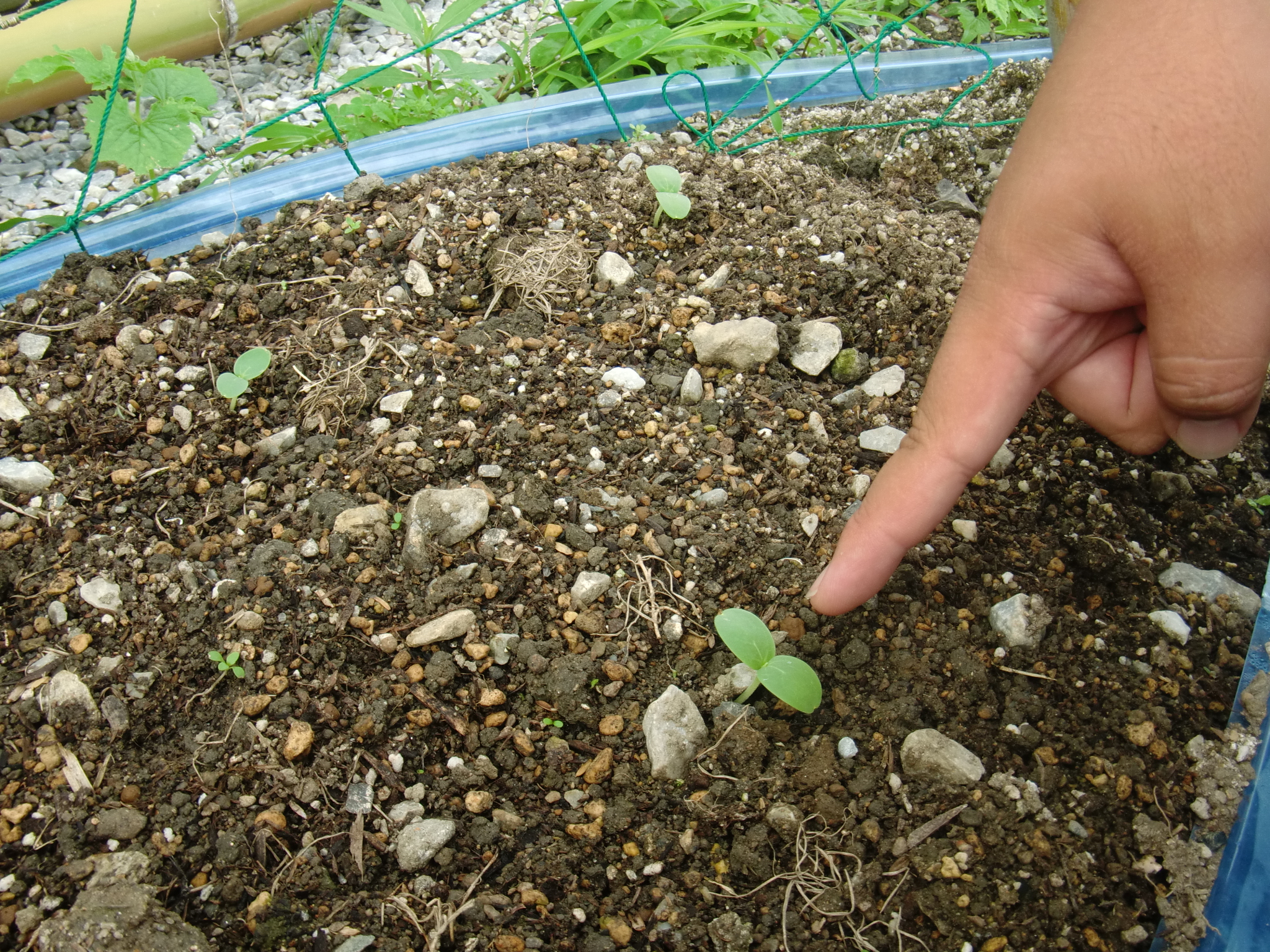 杉ちゃんのマイルドゴーヤ日記 201422