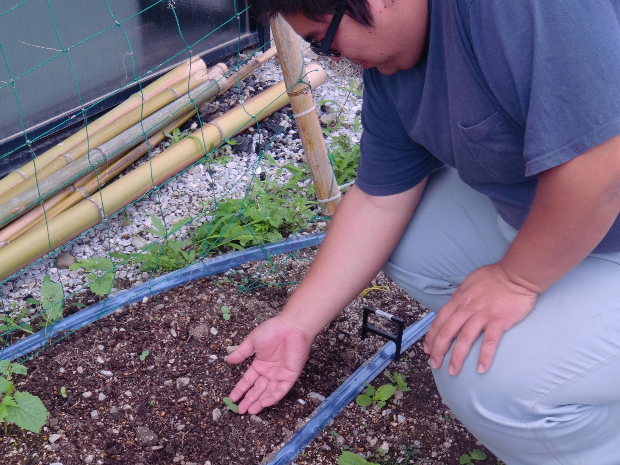 杉ちゃんのマイルドゴーヤ日記 201423