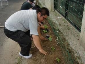 杉ちゃんのマイルドゴーヤ日記 201434
