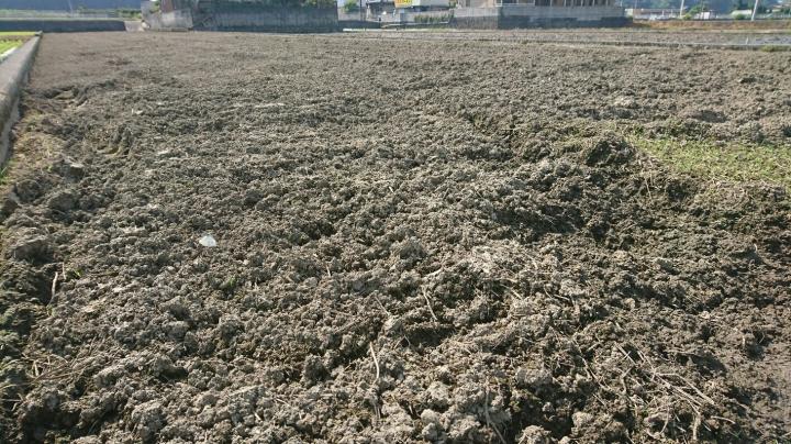 5月のすきこんだ田んぼ写真