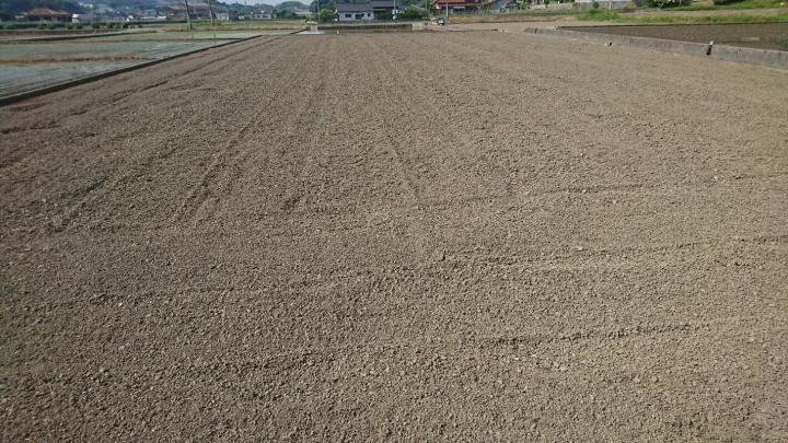 5月すきこんだ田んぼの写真（全体）