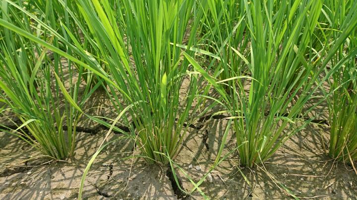 成長した稲の写真