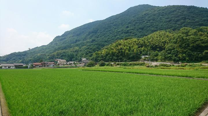 青い稲穂の田んぼの写真（全体）