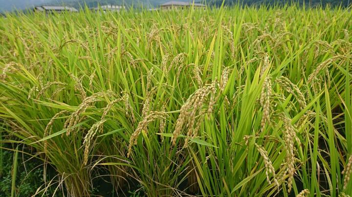 収穫前の稲穂の写真