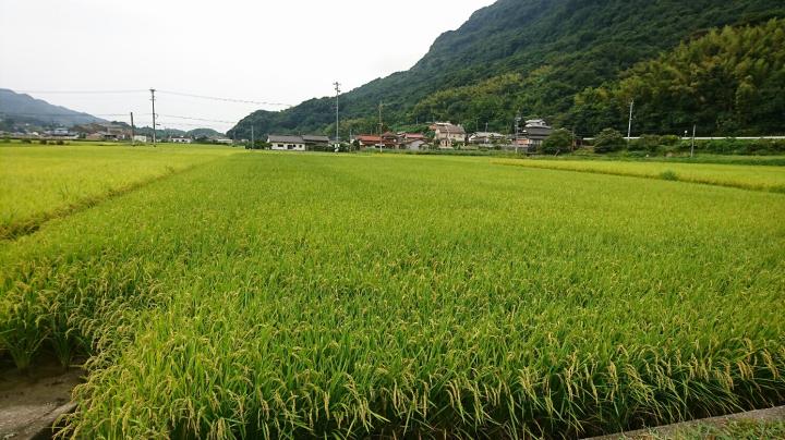 収穫直前の田んぼの写真（全体）