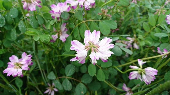 4月のレンゲの写真