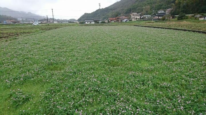 4月のレンゲの写真（全体）