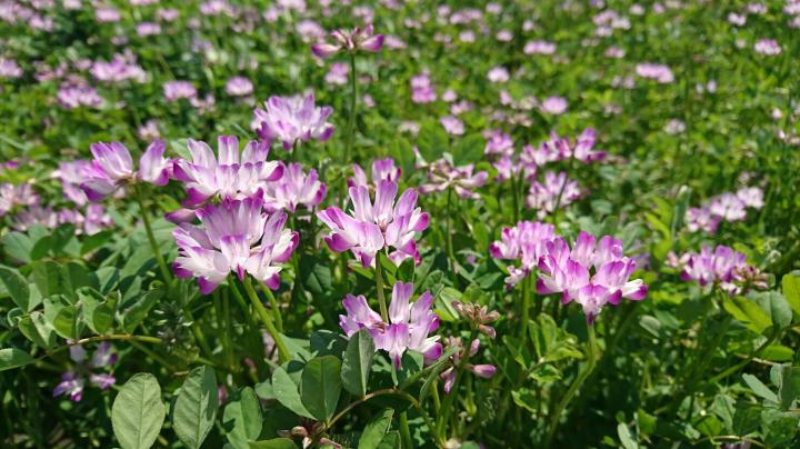 4月後半のレンゲの写真