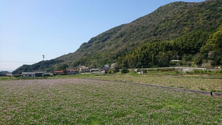 4月後半のレンゲの写真（全体）