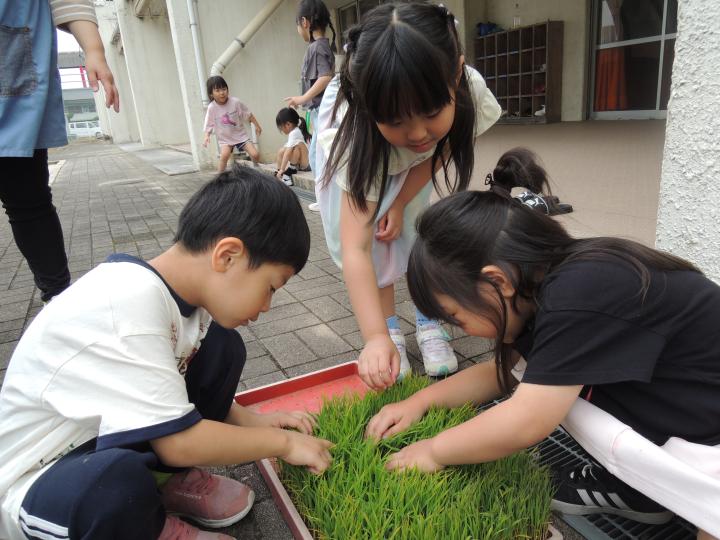 米作り