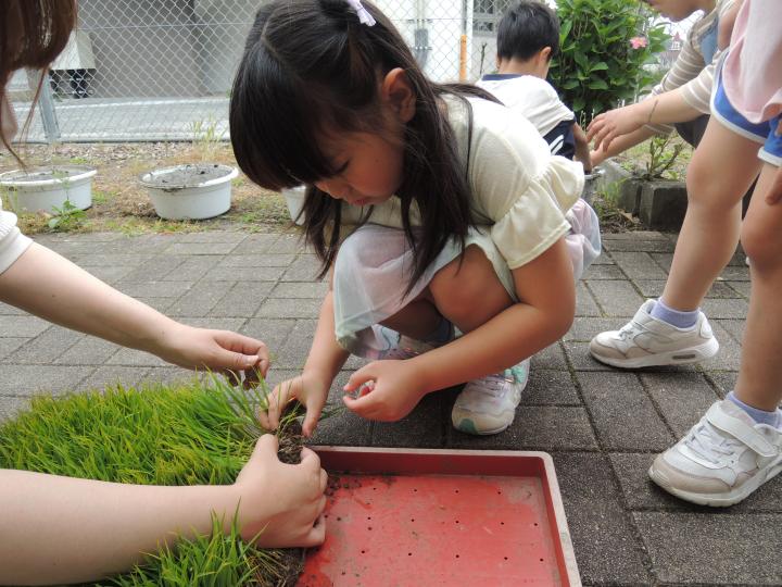 米作り