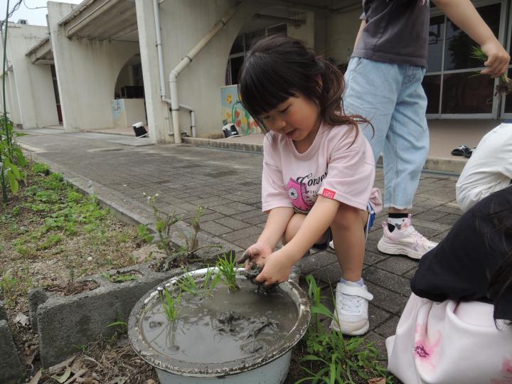 米作り