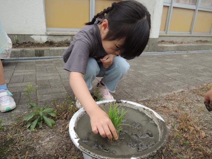 米作り