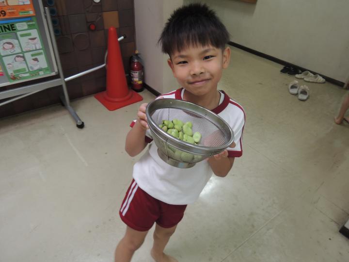 ソラマメ