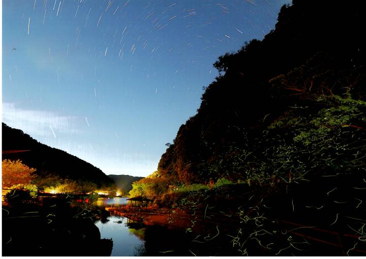 呉ダム渓流公園ホタル