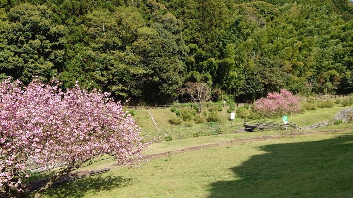 呉ダム渓流公園サクラ
