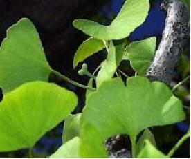 町の木「いちょう」