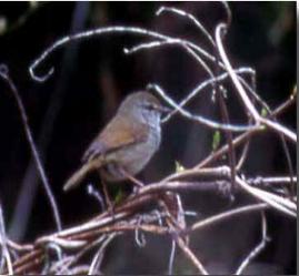町の鳥「うぐいす」