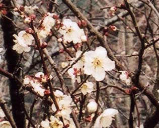 町の花「梅」
